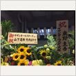 サザンオールスターズ 日本武道館公演 写真41